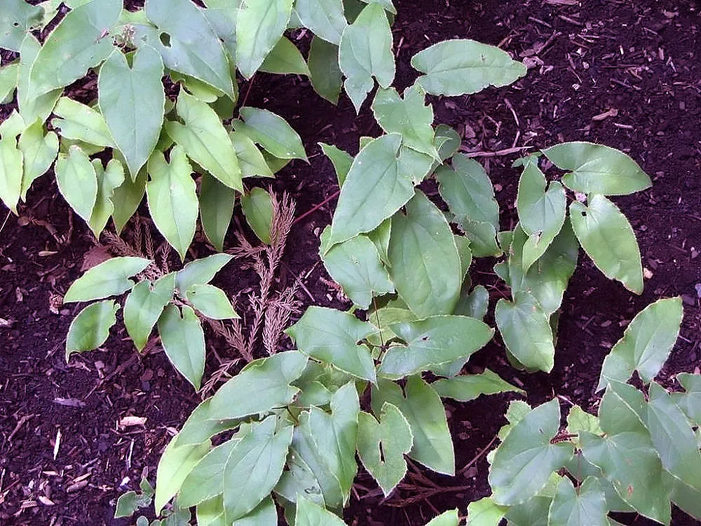 نبتة Epimedium sagittatum، مصدر الإيكارين