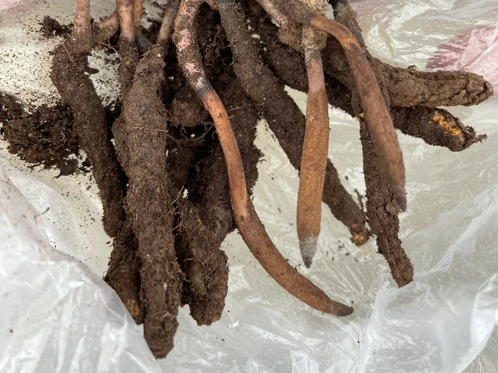 فطر Cordyceps sinensis كما يُستخرج من التربة