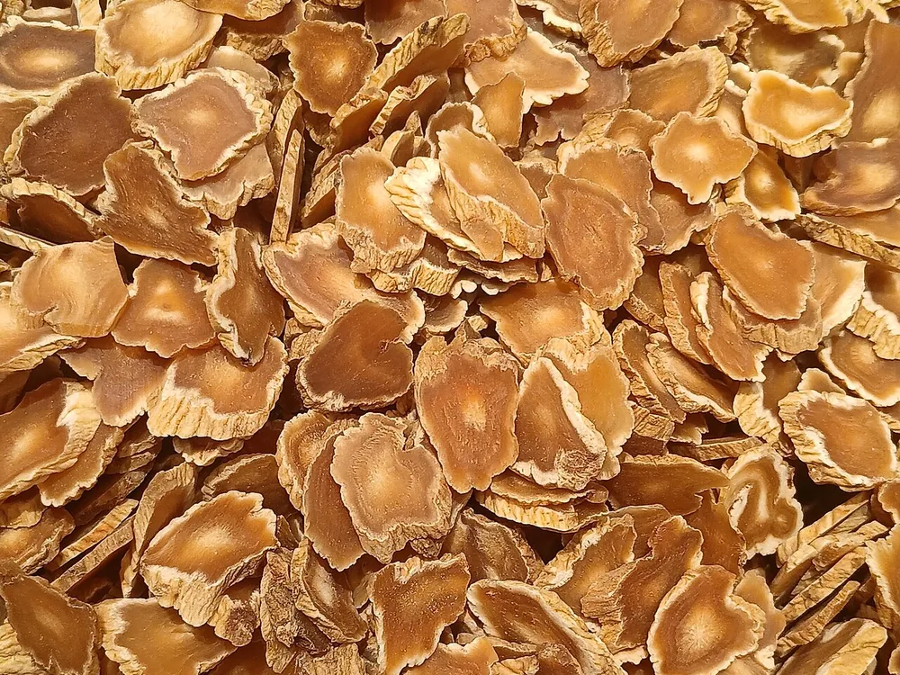 شرائح جذر Panax ginseng
