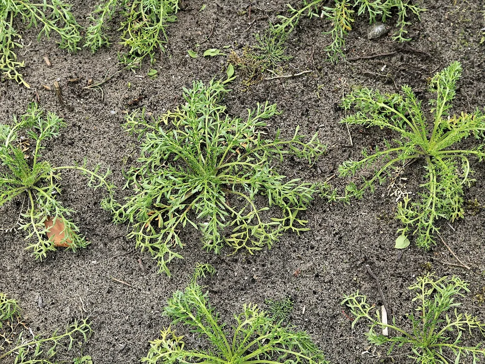جذور Lepidium meyenii