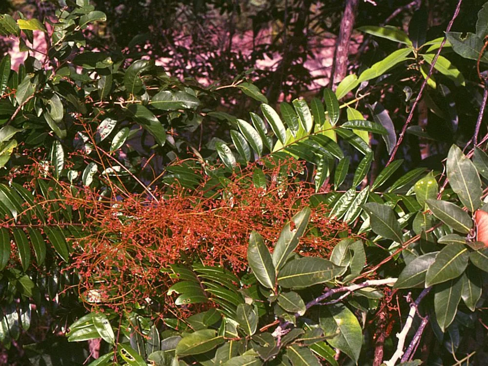 نبتة Eurycoma longifolia في موطنها الماليزي