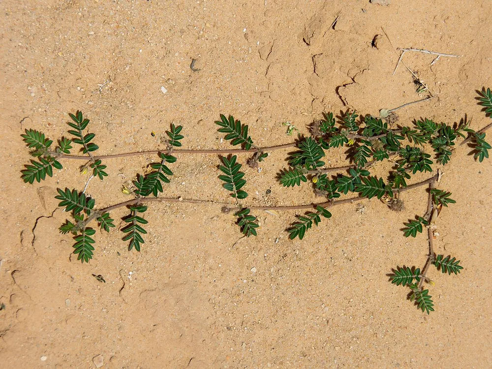 نبتة Tribulus terrestris